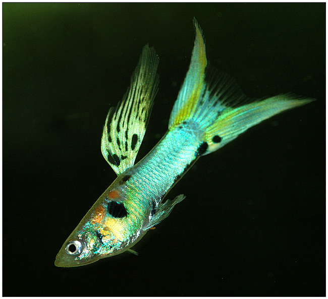 Doppelschwertguppy