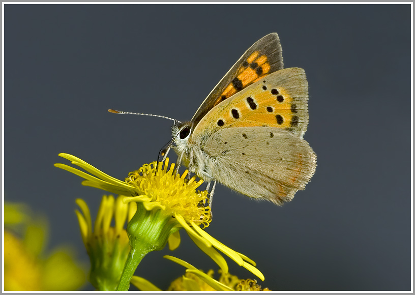 Kleiner Feuerfalter (Lycaena phlaeas)