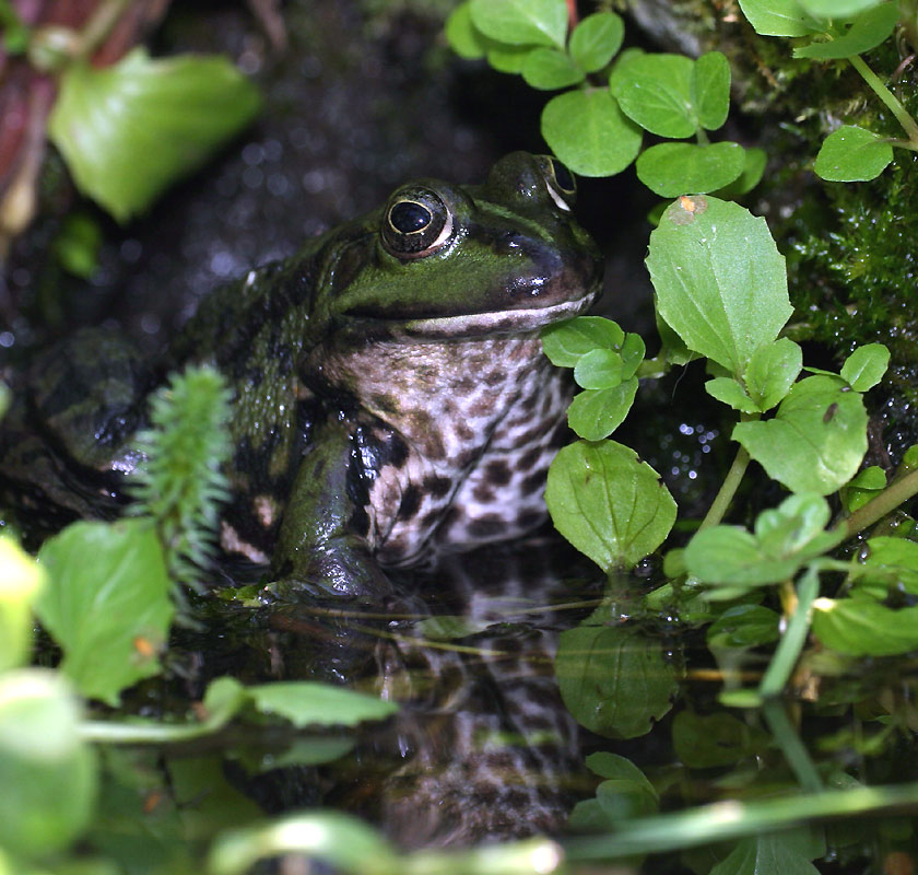 Teichfrosch ND