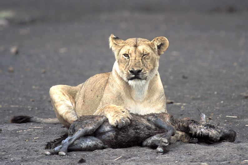 Löwin Serengeti ND