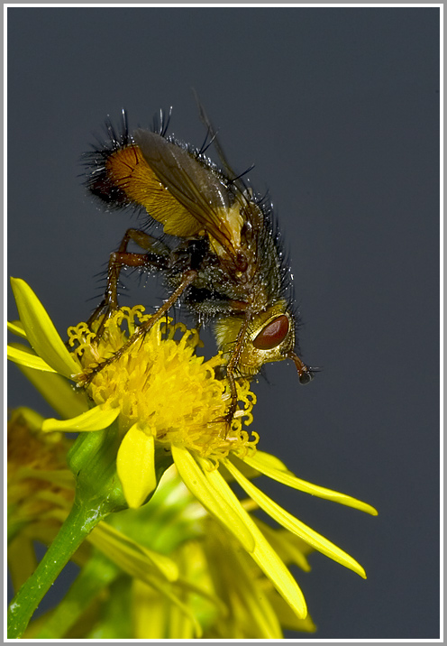 Raupenfliege (Tachina fera)