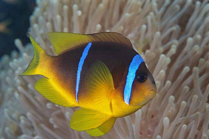 Das ist meine Anemone (ND)