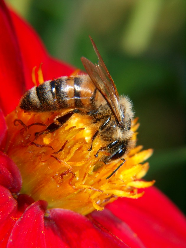 Biene auf Dahlie (ND)