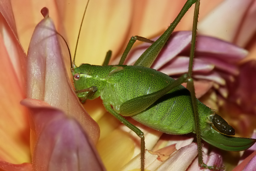 Punktierte Zartschrecke (Leptophyes punctatissima)