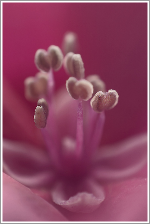 Blütendetail einer Hortensie