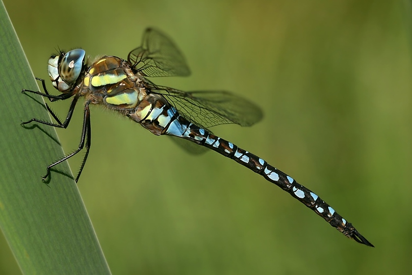 Männchen der Herbstmosaikjungfer (Aeshna mixta) ND