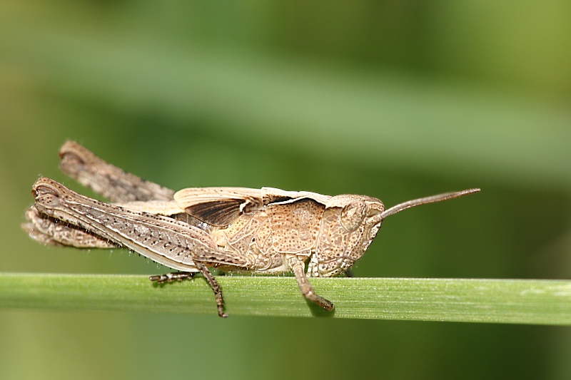 Heuschrecke ND