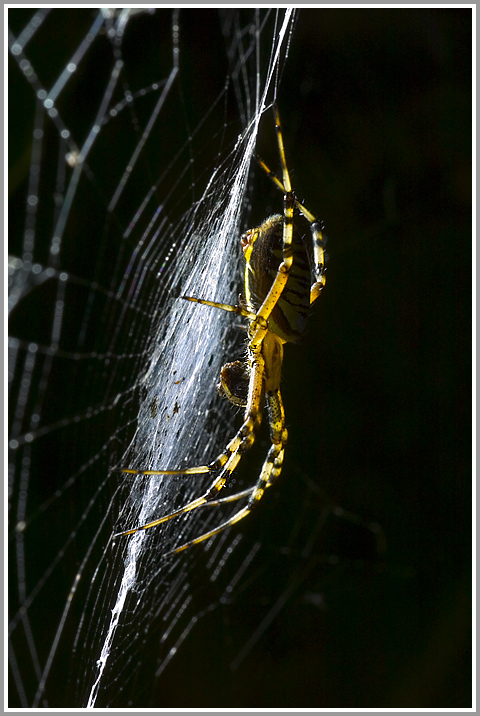 Wespenspinne (Argiope bruennichi)