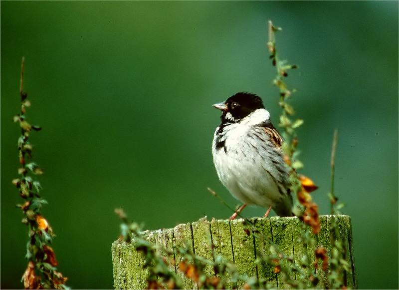 Rohrammer (Emberiza schoeniclus) ND