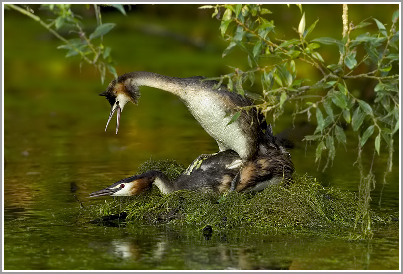 Haubentaucher (Podiceps cristatus), Paarung