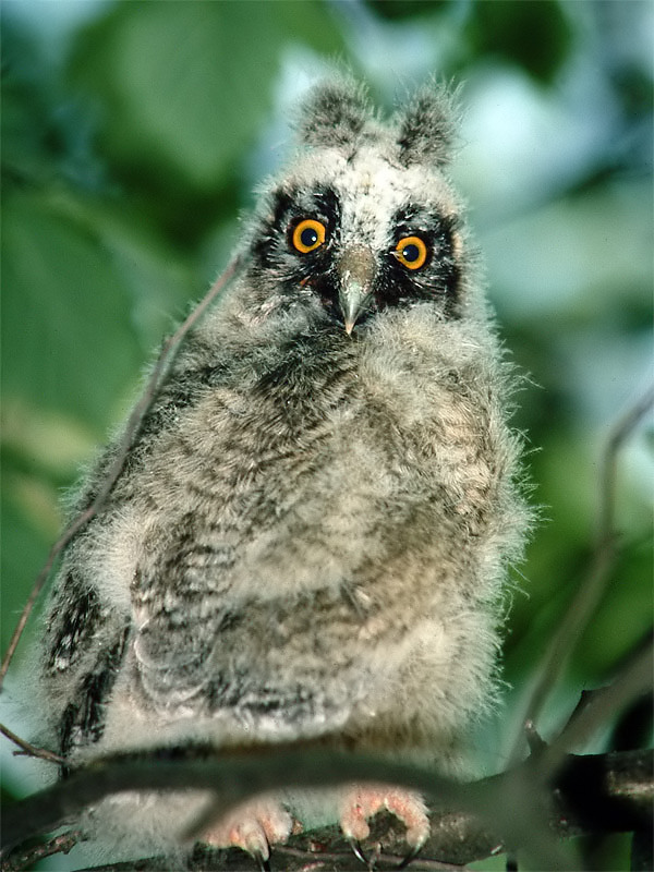junge Waldohreule ND  (Asio otus)