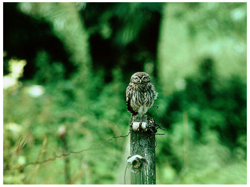 Steinkauz (Athene noctua)  ND