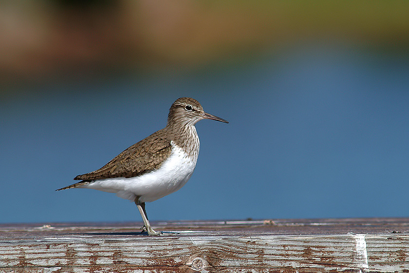 Flussuferläufer (Actitis hypoleucos) - ND