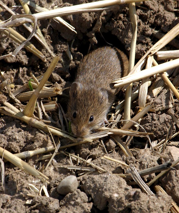 Feldmaus ND