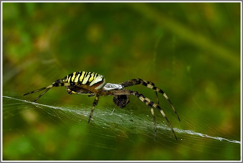 Wespenspinne (Argiope bruennichi) mit Beute