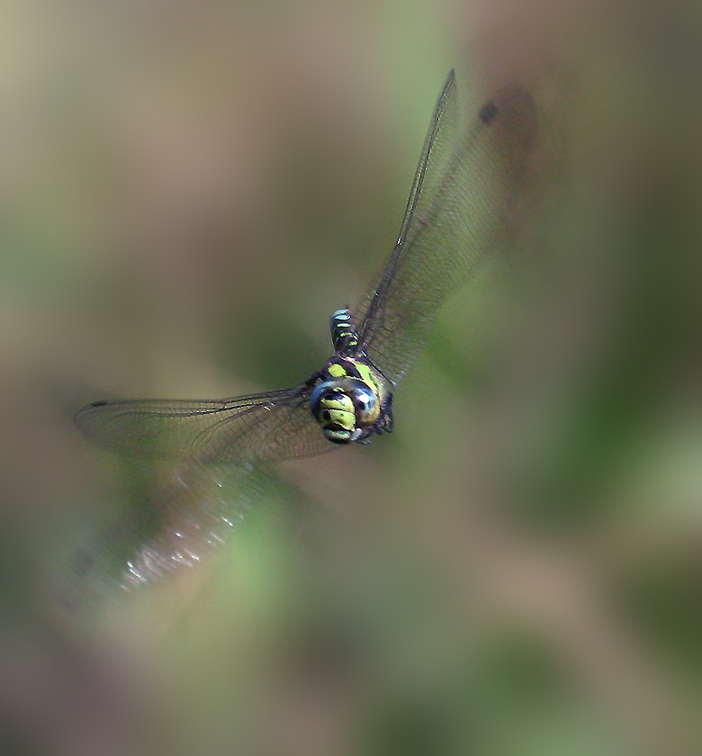 Libelle ND