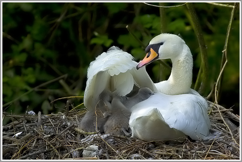 Höckerschwan (Cygnus olor)