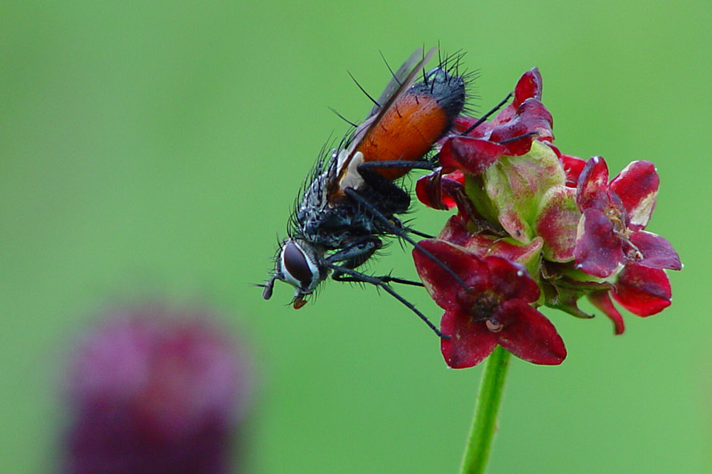 Raupenfliege (Tachina fera)   ND