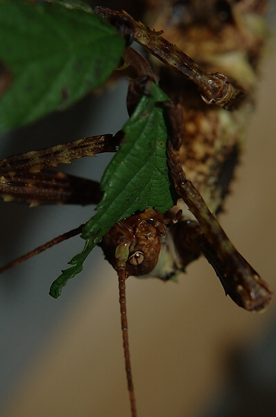 Eurycantha Calcarata ZO