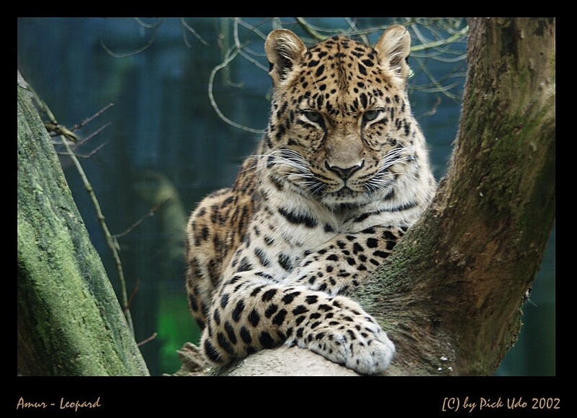 Leopard ZOO