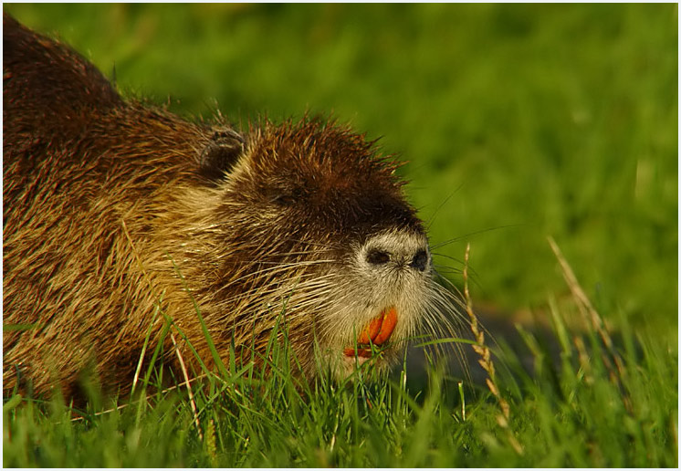 nutria