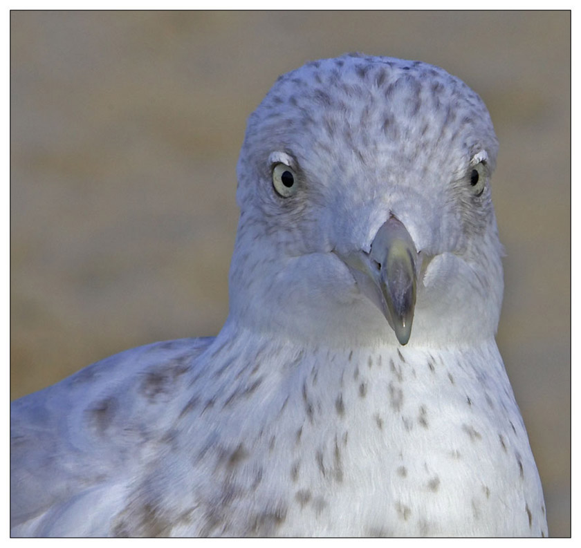Testbild
