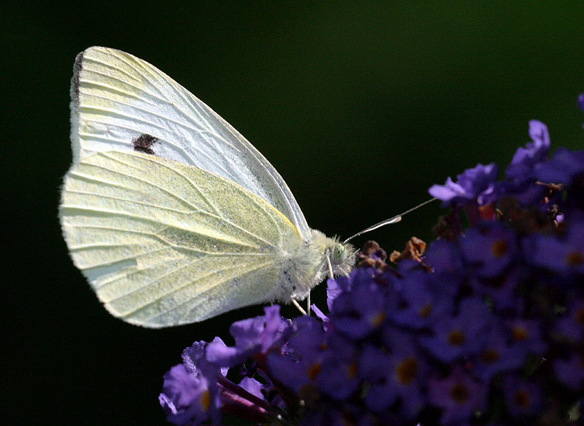 Schmetterling ND