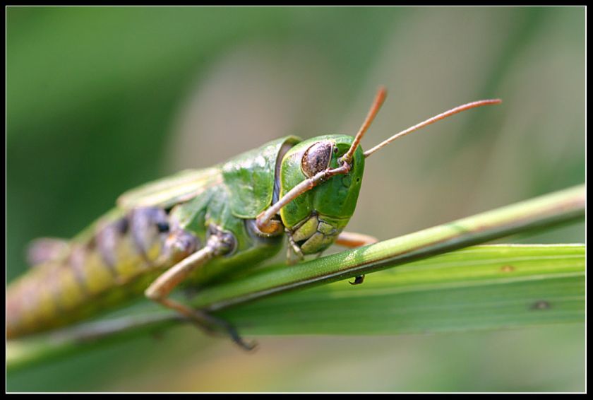 Grashopper