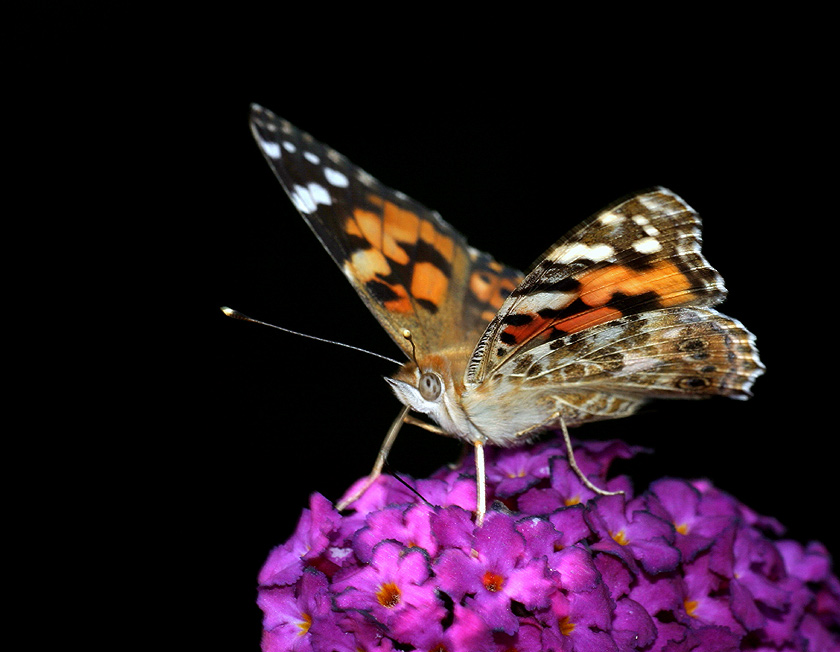Schmetterling (Kleiner Fuchs?) ND