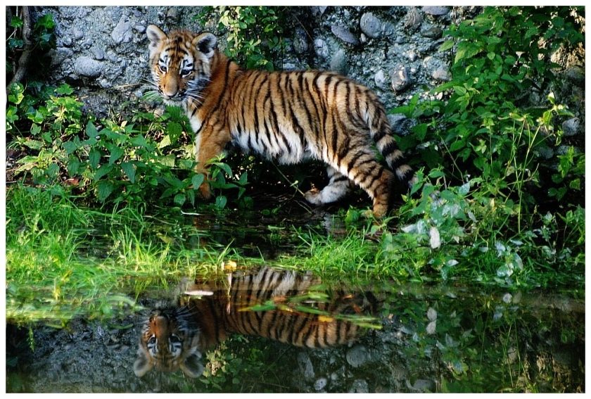 Tigerjunges ZOO