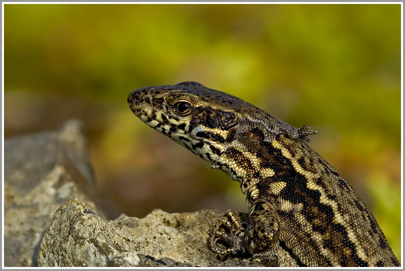 Mauereidechse (Podarcis muralis sp.)