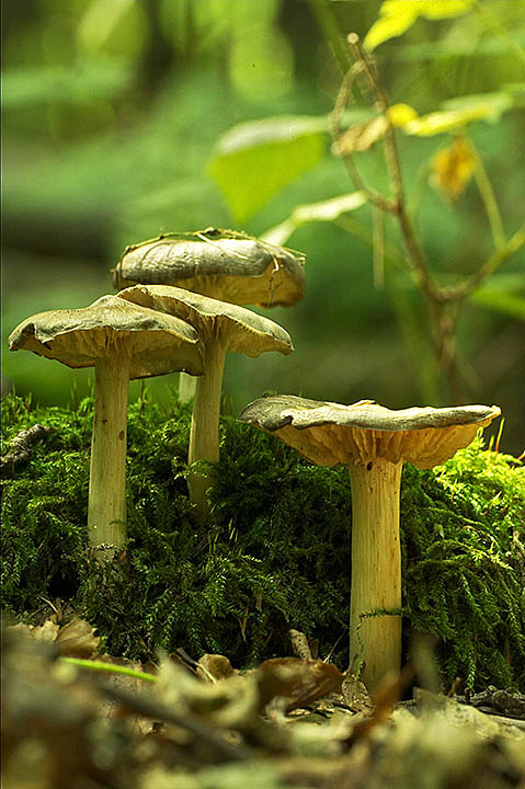 Pilze [ND]