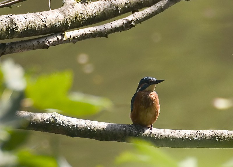 Eisvogel ND