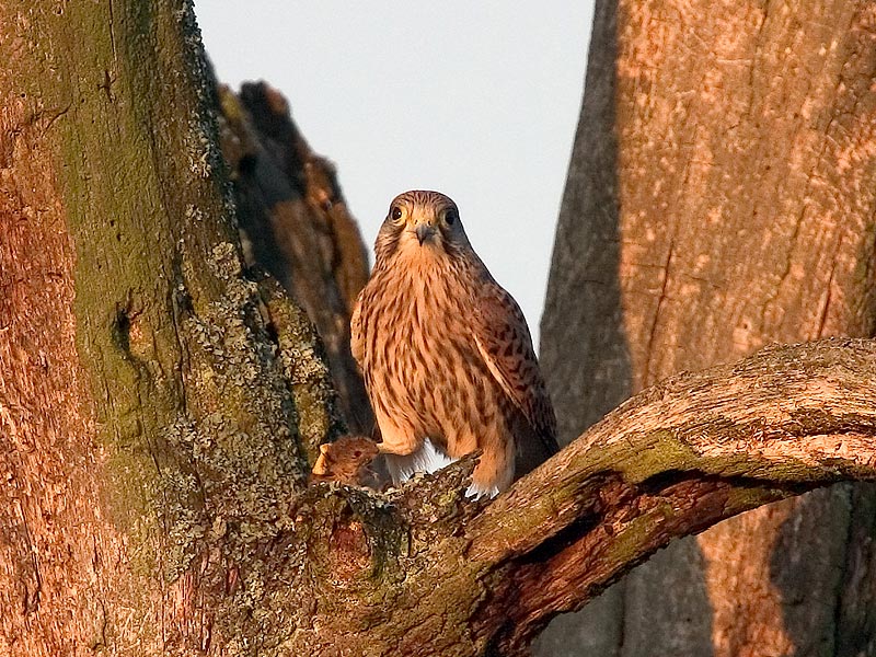 Turmfalke mit Beute ND