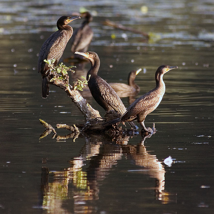 Kormorane [Phalacrocorax carbo] ND