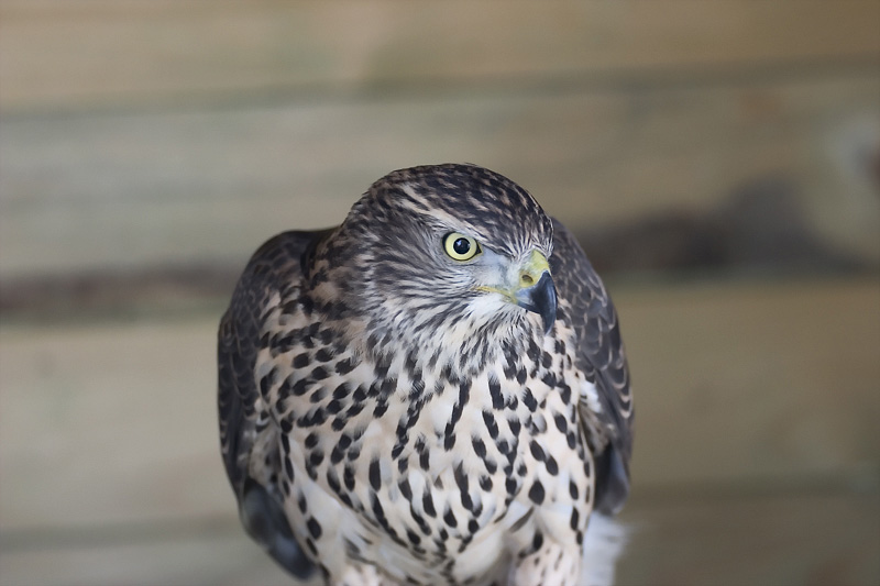 Portrait Wanderfalke ZO