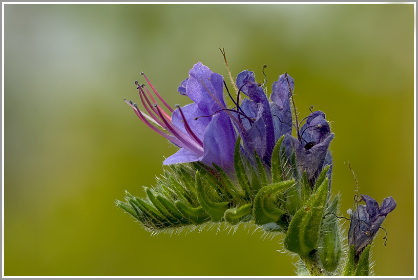 Gemeiner Natterkopf (Echium vulgare)