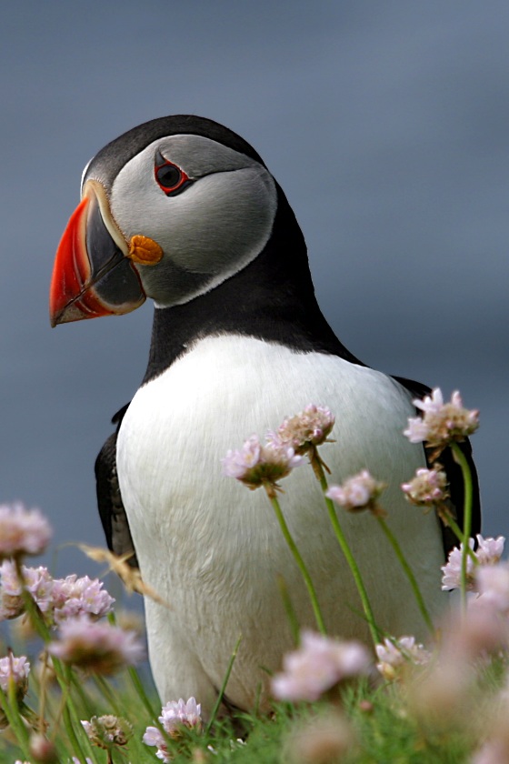Gestatten Taucher, Papageientaucher... ND
