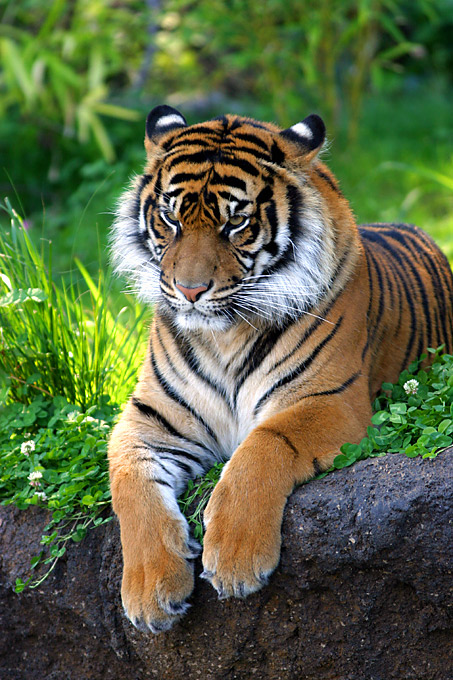 Sumatra-Tiger  ZO