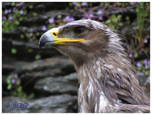 Steinadler ZO