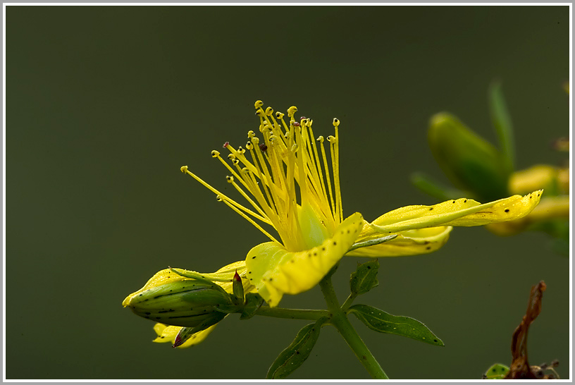 Johanniskraut (Hypericum perforatum)