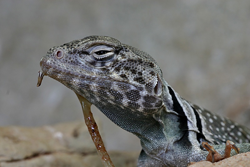 Halsbandleguan [EBV]