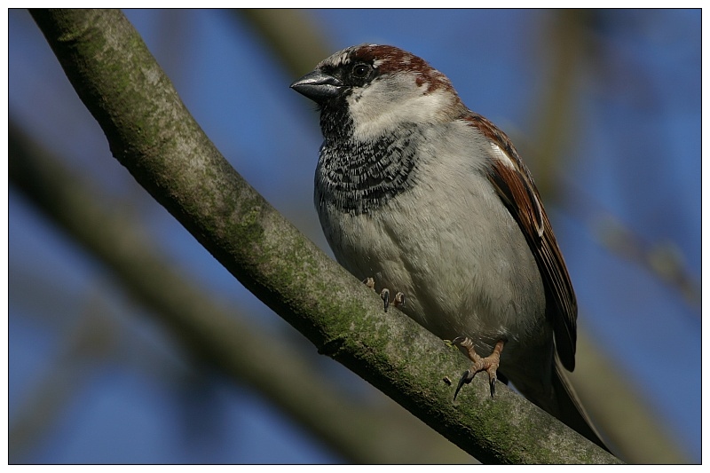 Spatz ND oder KD oder ...