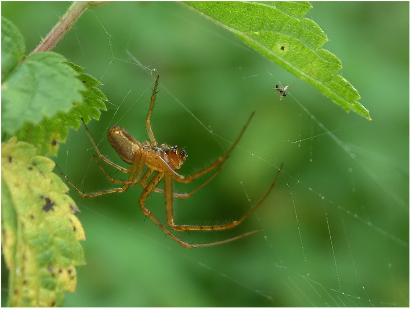 Streckerspinne (Tetragnatha extensa) ND