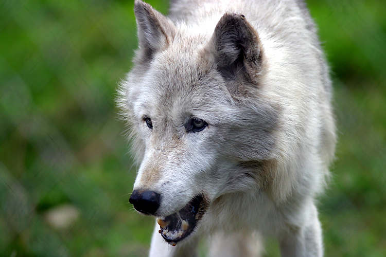 Wolf  ZO