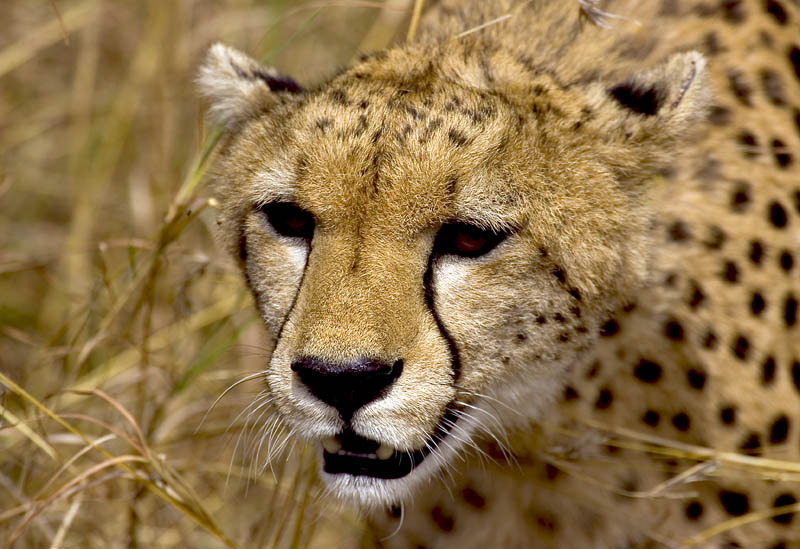 Gepard ND