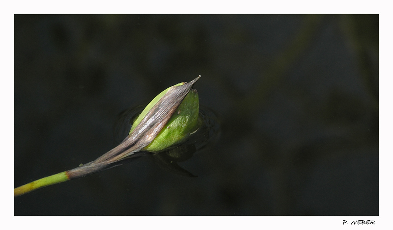 Wasserlilien für nächstes Jahr