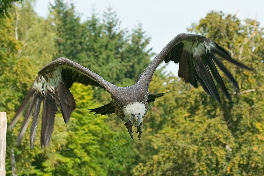 Gänsegeier [ZO]