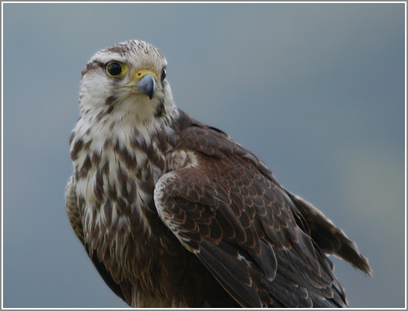 Falke im Wildpark Kellerwald