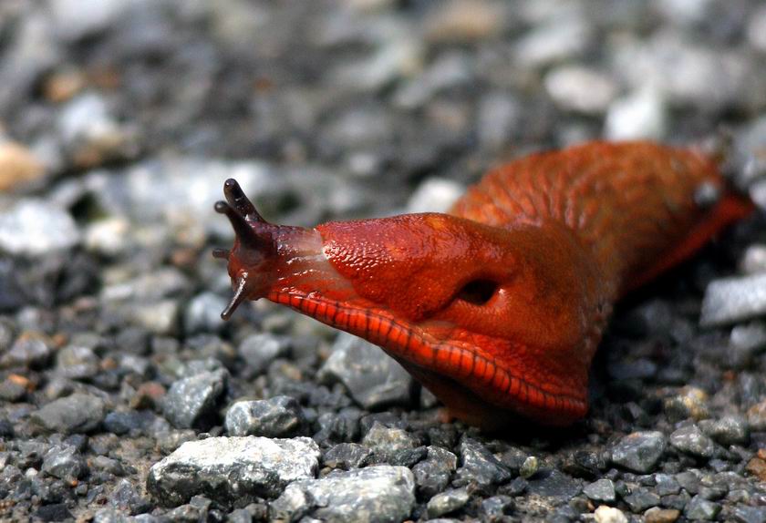 Rote Wegschnecke ND